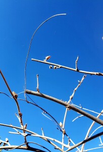 Come il Glicine del giardino