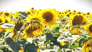 girasole